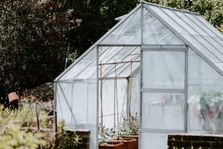 green trees and plants inside greenhouse